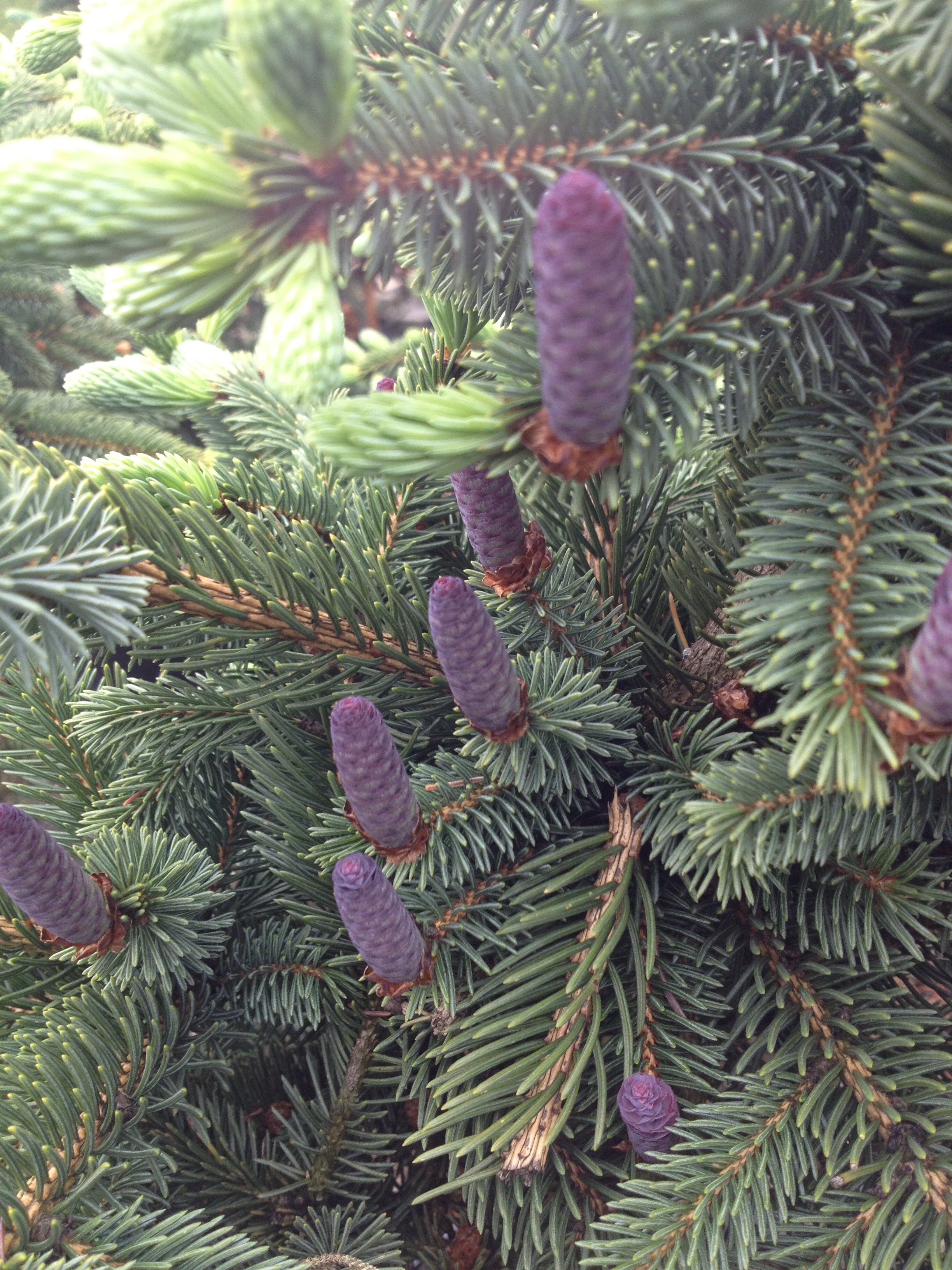 Picea asperata Glauca