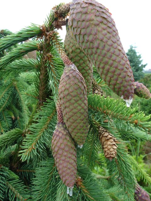 Picea abies Acrocona