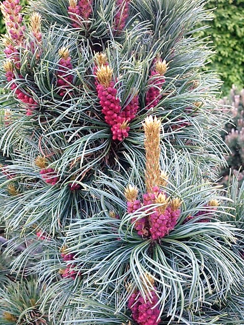 Pinus parviflora Bonnie Bergmann