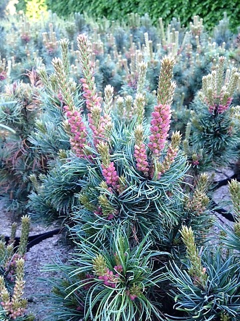 Pinus parviflora Bonnie Bergmann