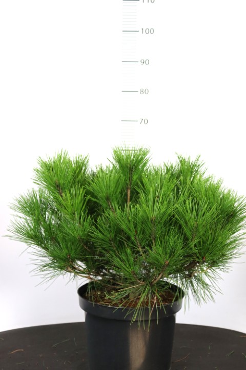 Pinus densiflora Alice Verkade
