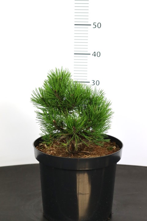 Pinus heldreichii Malinki