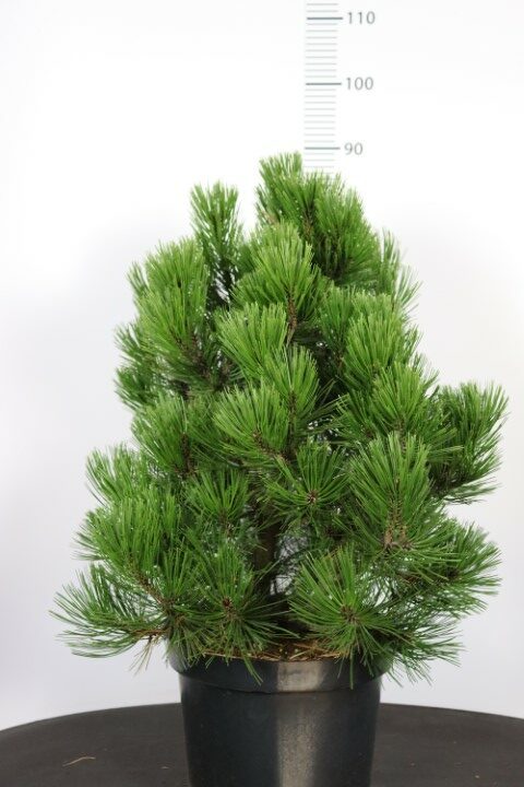 Pinus heldreichii Malinki