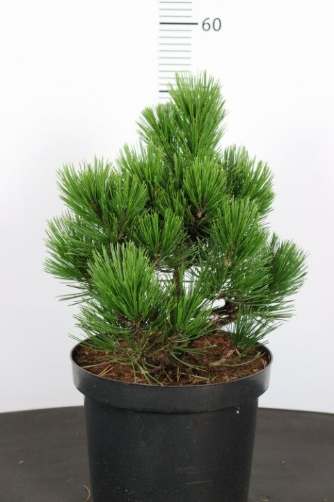 Pinus heldreichii Zwerg Schneverdingen