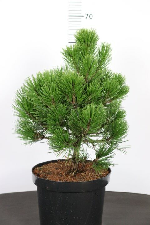 Pinus heldreichii Zwerg Schneverdingen