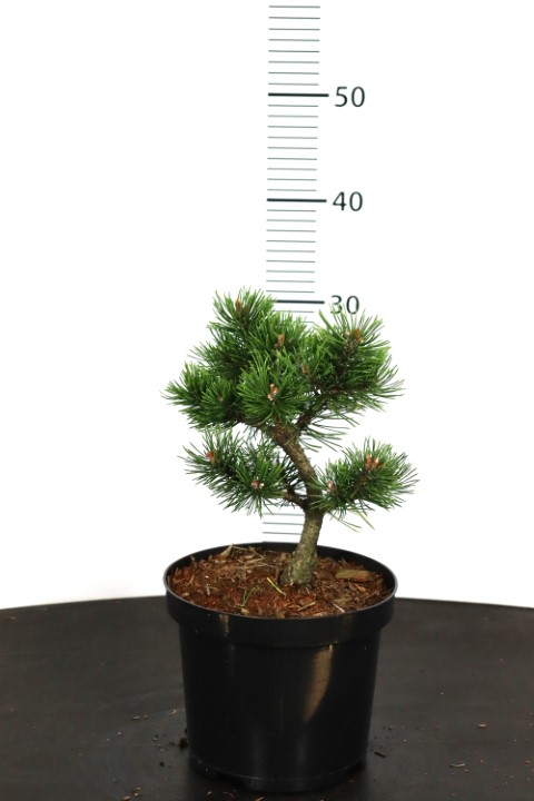 Pinus mugo Gnom