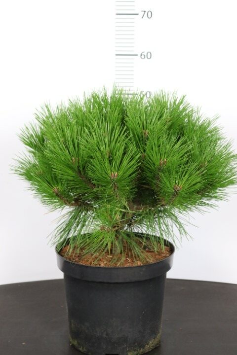 Pinus nigra Benelux