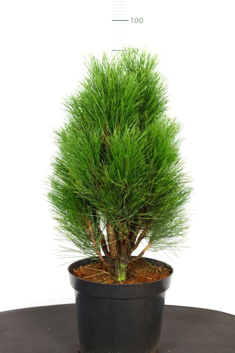 Pinus nigra Green Tower