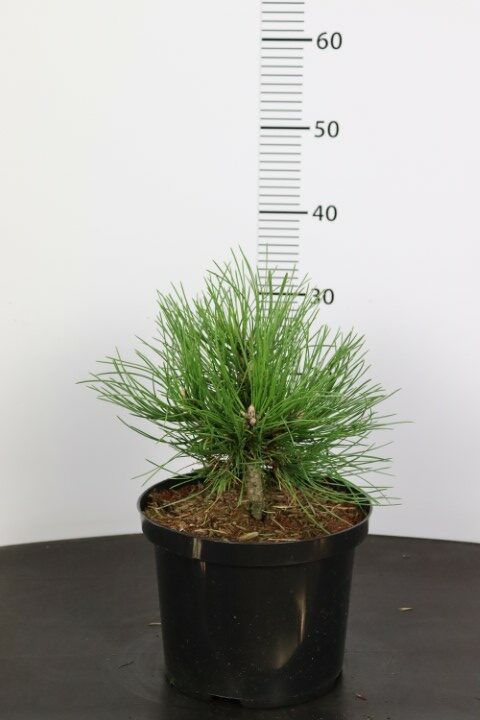 Pinus nigra Hornibrookiana