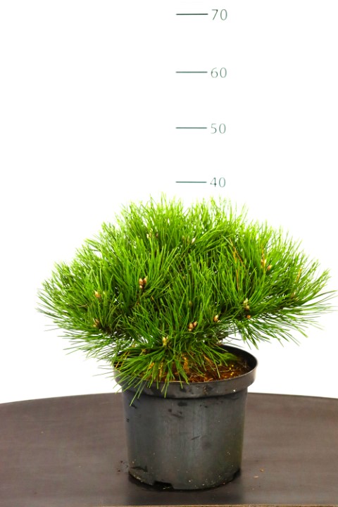 Pinus nigra Hornibrookiana