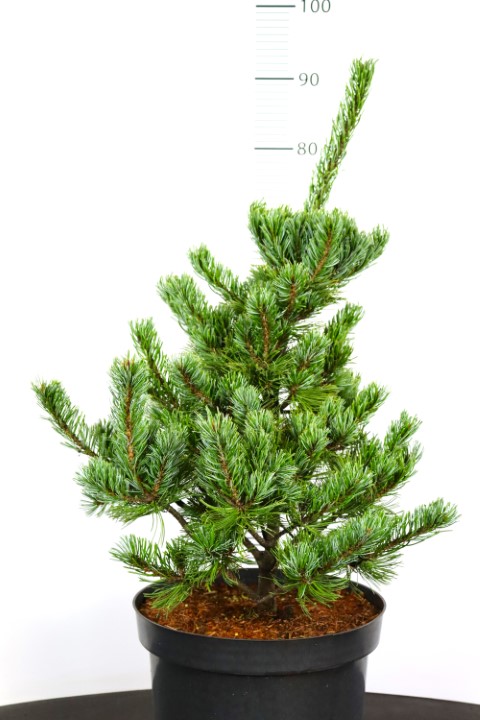 Pinus parviflora Ara-Kawa