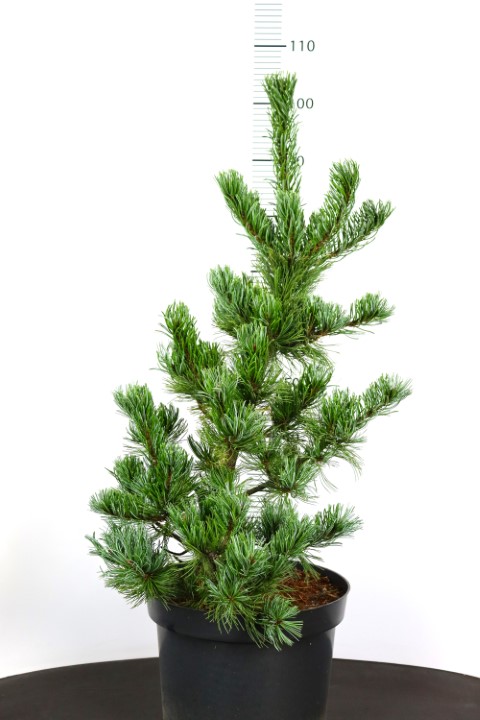 Pinus parviflora Ara-Kawa