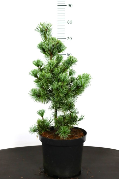 Pinus parviflora Negishii