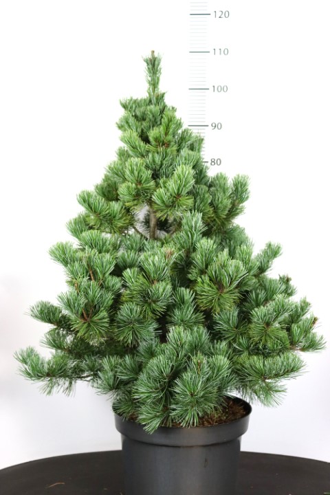 Pinus parviflora Negishii