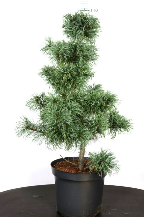 Pinus parviflora Schoon's Bonsai
