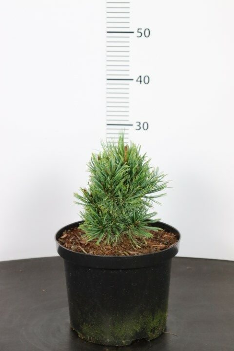 Pinus pumila Chlorocarpa
