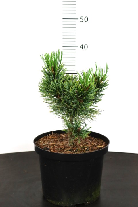 Pinus pumila Chlorocarpa