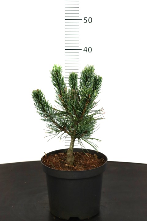 Pinus pumila Glauca AA