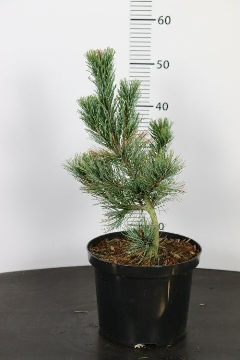 Pinus pumila Glauca VL