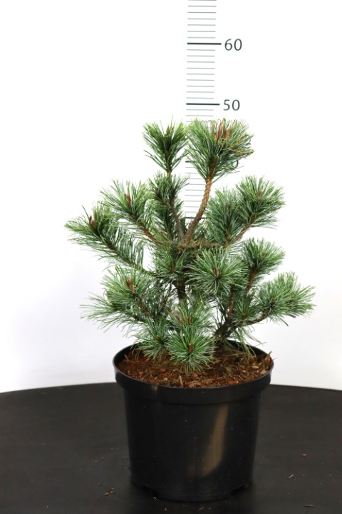 Pinus pumila Glauca ATV