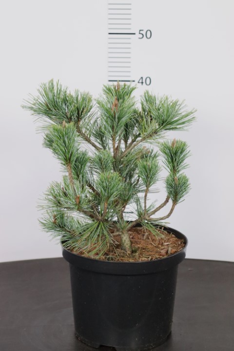 Pinus pumila Vete-Haka