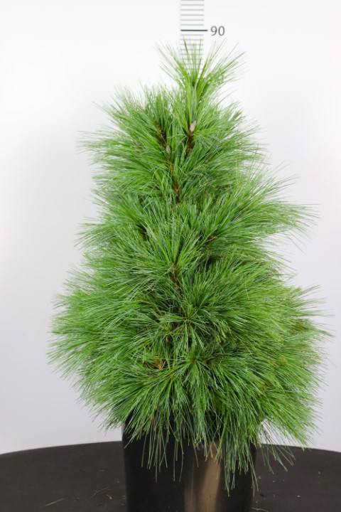 Pinus schwerinii Wiethorst