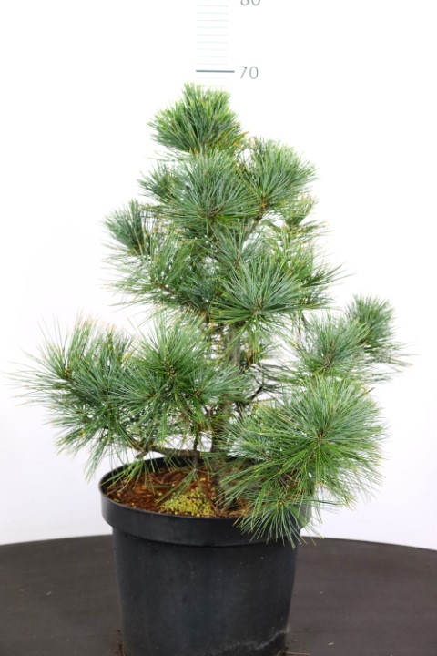 Pinus strobus Brevifolia