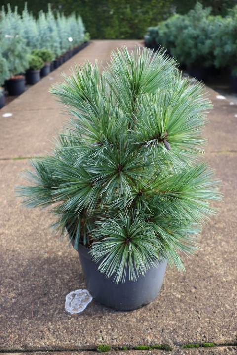 Pinus strobus Edel