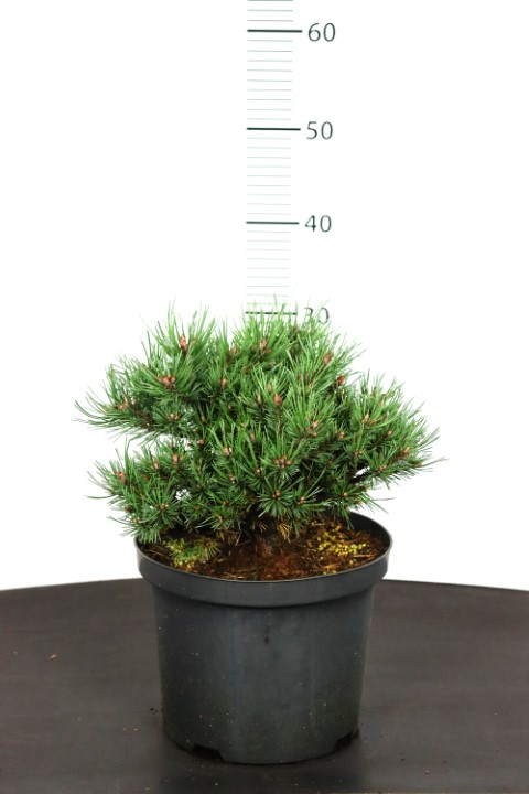 Pinus sylvestris Jeremy