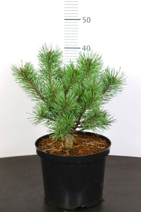 Pinus sylvestris Umbrella